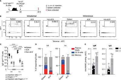 Splenic Dendritic Cells and Macrophages Drive B Cells to Adopt a Plasmablast Cell Fate